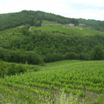 Cassazione: i terreni divenuti edificabili sono esclusi da IVA se ceduti dall’imprenditore agricolo